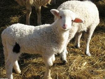 Cute Lamb Wallpaper Open Walls