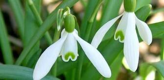 Wallpaper Snowdrop
