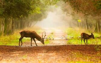 Deer Footpath Fog Nature Wallpaper