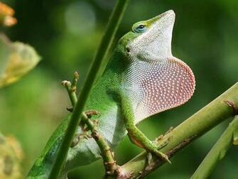 Beautiful Lizard Wallpaper HD Tops