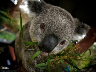 Koala Picture Animal Wallpaper National Geographic Photo Of The