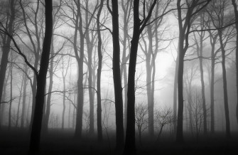 Black And White Nature Wallpaper