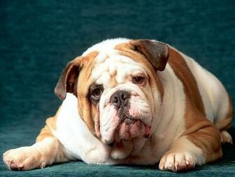 English Bulldog Wallpaper 3d For Desktop