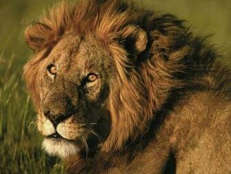 Best Desktop HD Wallpaper Lion