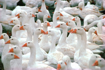 Goose Full HD Wallpaper And