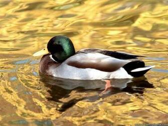 Desktop Wallpaper Animals Background Mallard Duck