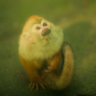Monkey iPad Air Wallpaper