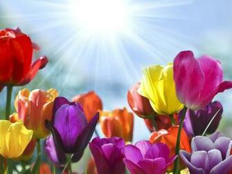 Tulip Flowers And Morning Sunshine Wallpaper Background