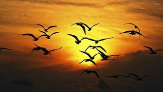 Bird Flock Silhouette Wallpaper Animal