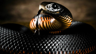 Anaconda Wallpaper
