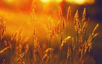 Allergy Asthma Care