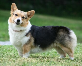 Welsh Corgi Cardigan Dog Photo And Wallpaper Beautiful Cute