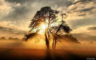 Wallpaper Nature Sunshine And Trees