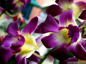 Wallpaper Tropical Exotic Flowers