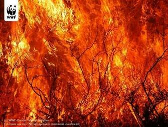 Fire Guns Forest Fires HD Wallpaper Files At Business Table