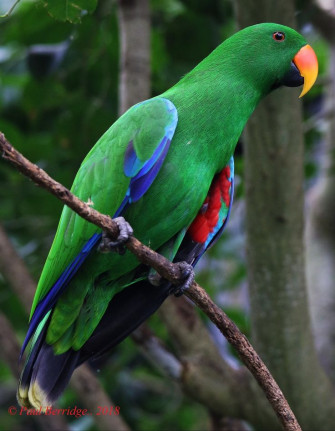 Male Eclectus Parrot Pet Wallpaper