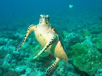 Sea Turtle Wallpaper
