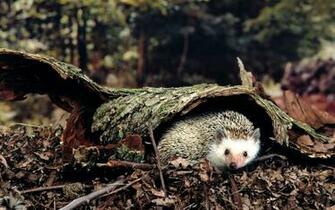 Wallpaper Cute Little Hedgehog HD Wild Hedgehogs
