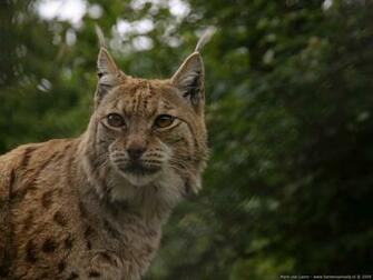 Lynx Wallpaper First HD