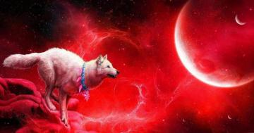 Blue Moon Wolf Wallpaper