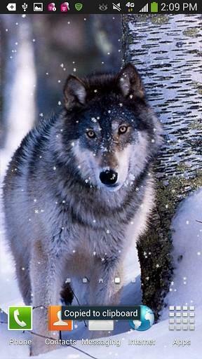 Galaxy Wolf Wallpaper In Snow Live Is