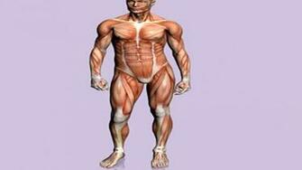 Human Body High Quality And Resolution Wallpaper On