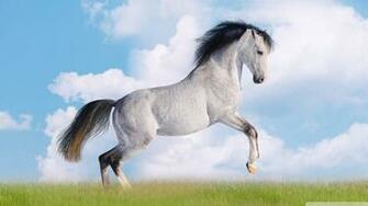 Horse Running HD High Definition Fullscreen Lovers