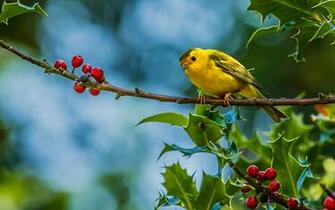 Animals Birds Photography Berry Leaves Nature Wildlife Trees Wallpaper