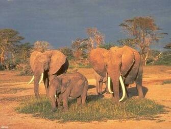 Wildlife Scenes Screen Saver Shareware By E Motional