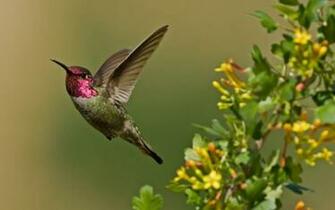 Fly Away Wallpaper Photo And All