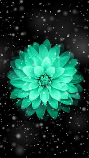 Muy Linda Esa Flor Pretty Wallpaper Flower iPhone