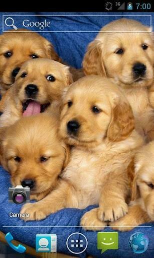 Puppy Live Wallpaper Is The All Pics Are In High