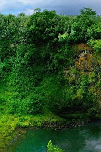 Beautiful Green Forest iPhone HD Wallpaper