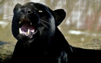 Black Panther Wallpaper