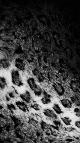 Leopard Print Wallpaper