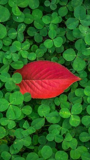 Green Clover One Red Leaf iPhone 6s Plus