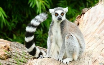 Description Lemur Wallpaper