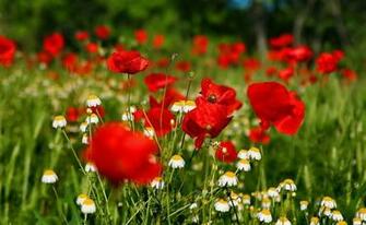 Beautiful Flowers Wallpaper For Desktop Background