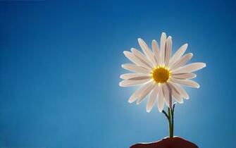 Bunga Aster Daisy Acak Wallpaper
