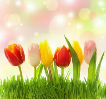 Wallpaper Tulips Flower Grass
