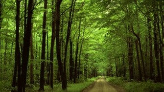 Forest Beautiful Places Wallpaper