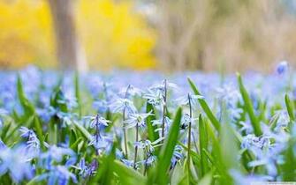 Gallery For Gt Cute Spring Desktop Wallpaper