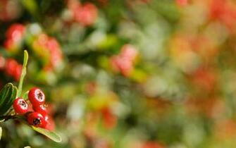 Red Berries Wallpaper Stock Photos