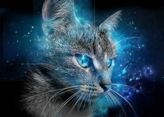 Cat Blue Eyes Wallpaper By Badr Ds