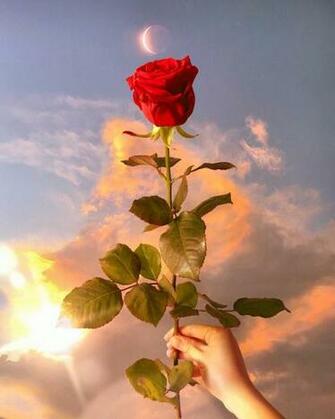 Image May Contain Sky Cloud Flower Plant Outdoor And Nature