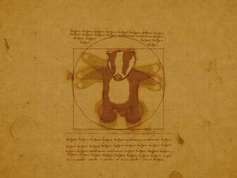 Wallpaper Collections Badger Background