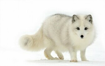 Tag Arctic Fox Wallpaper Background Photos Image And Pictures