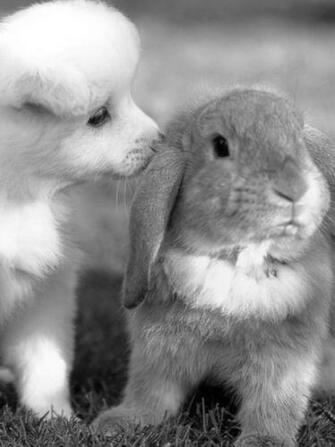 Animals Cute Dogs Nature Puppy