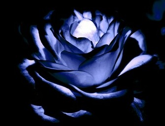 Midnight Blue Rose Wallpaper