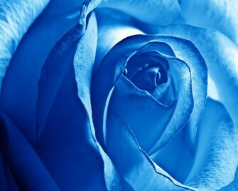 Blue Rose Wallpaper HD